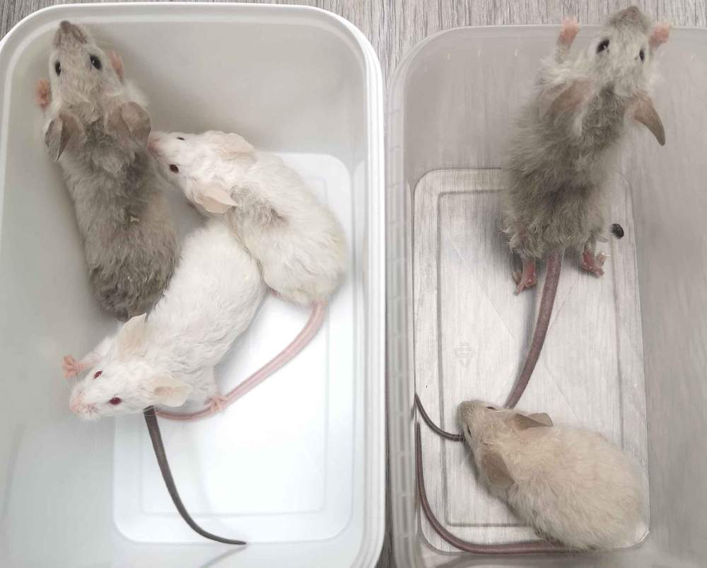 Fancy mouse Breeder Mus musculus 