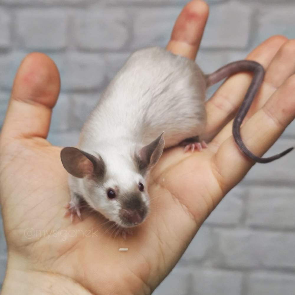 Fancy mouse Breeder Mus musculus 