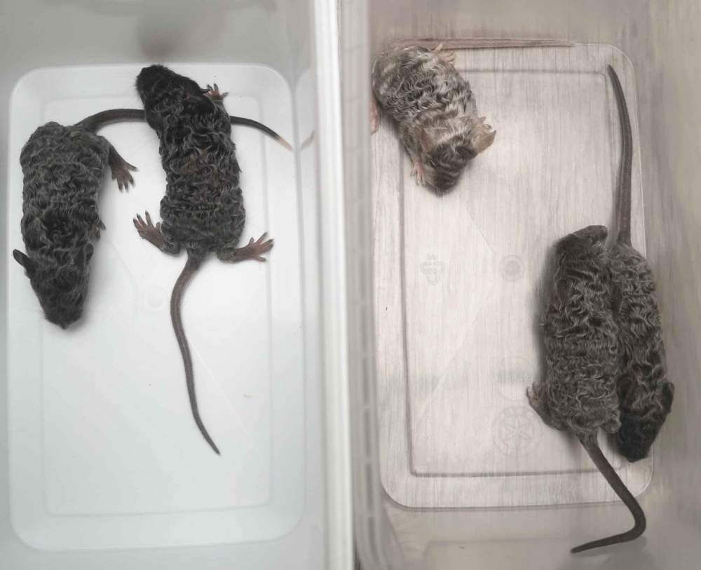 Fancy mouse Breeder Mus musculus 