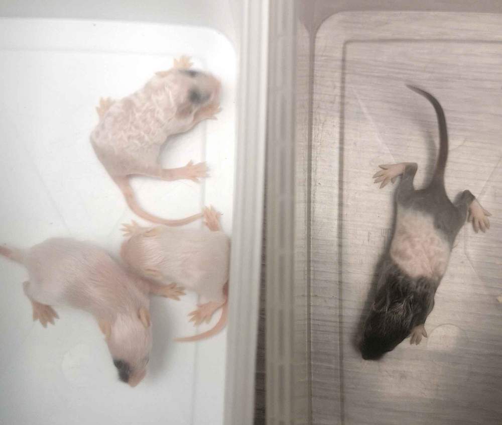 Fancy mouse Breeder Mus musculus 