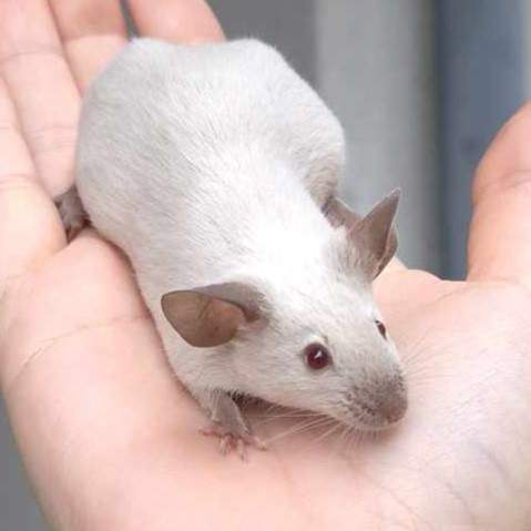 Fancy mouse Pet only Mus musculus 