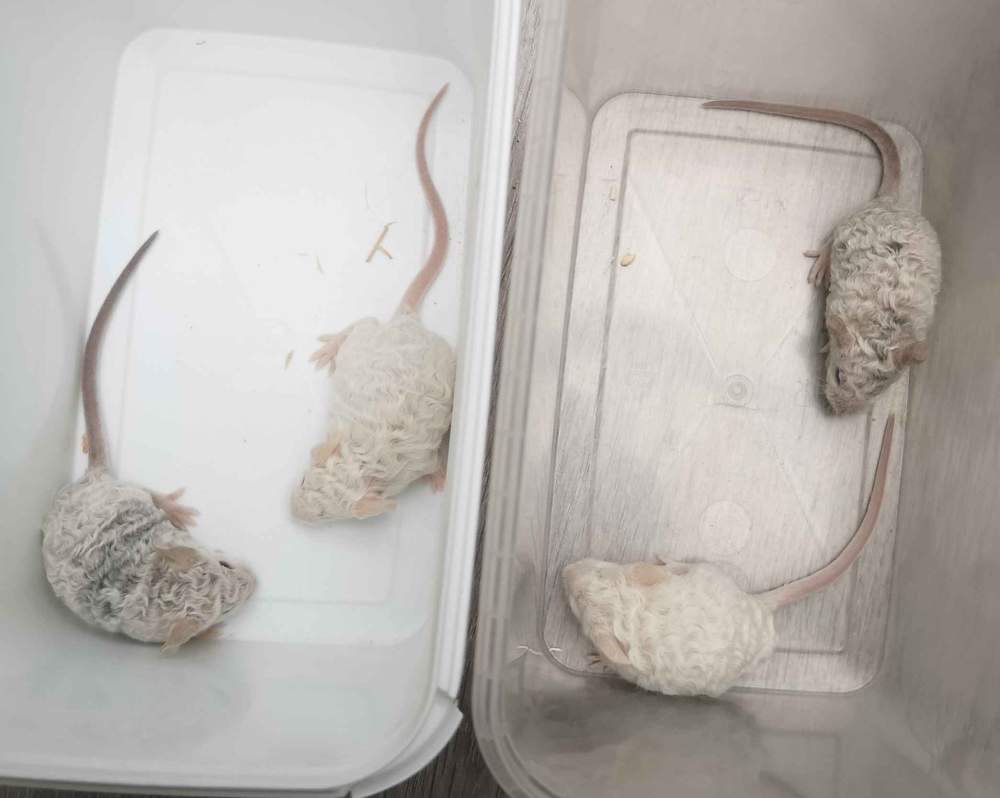 Fancy mouse Breeder Mus musculus 