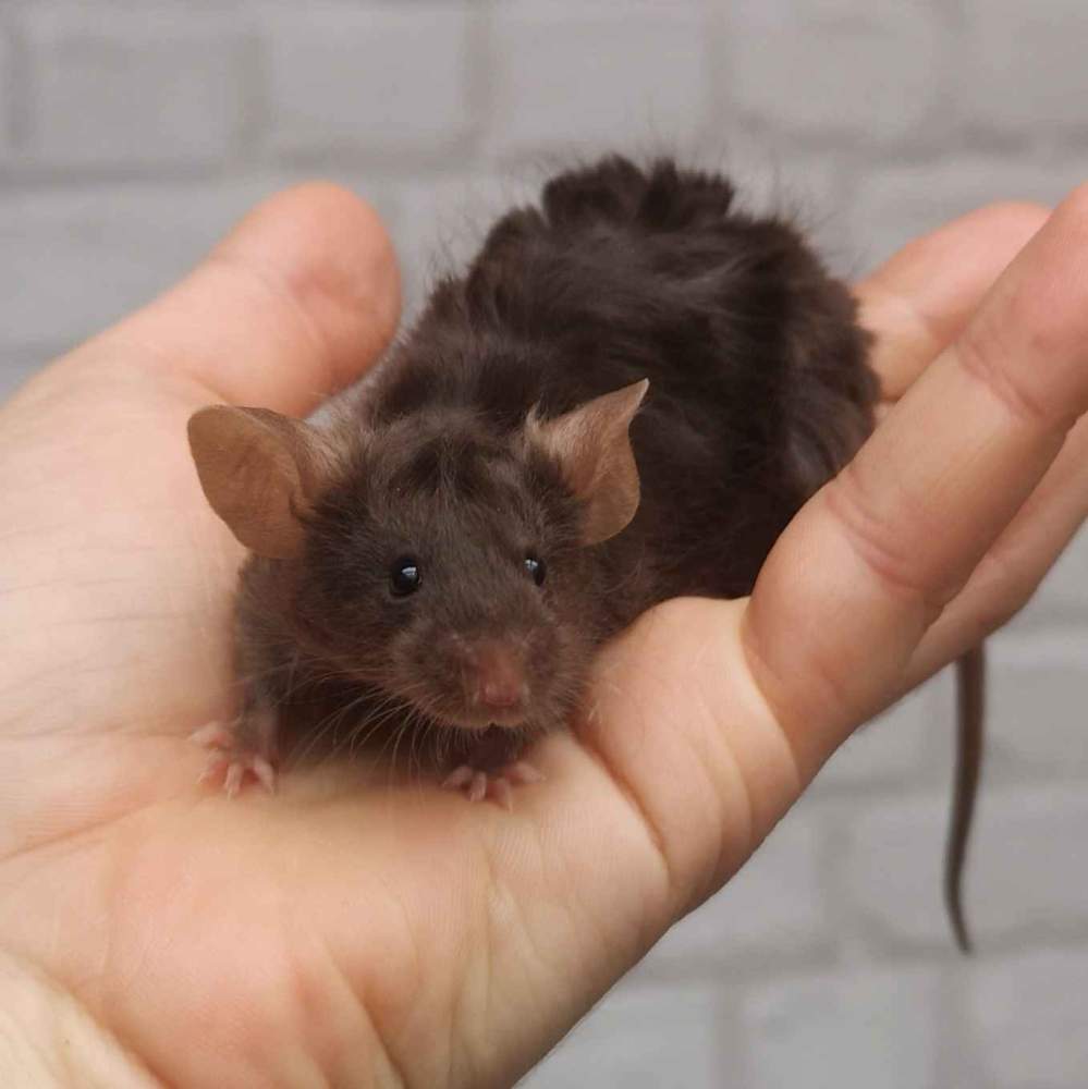 Fancy mouse Breeder Mus musculus 