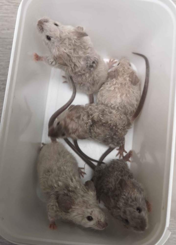 Fancy mouse Breeder Mus musculus 