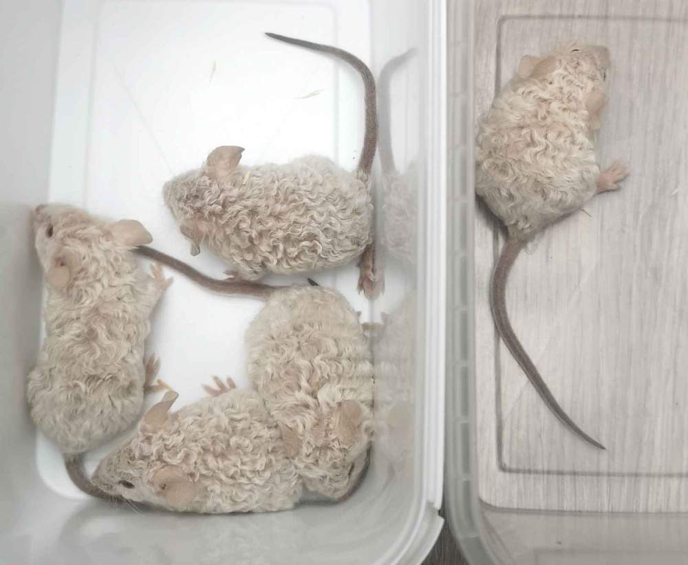 Fancy mouse Breeder Mus musculus 