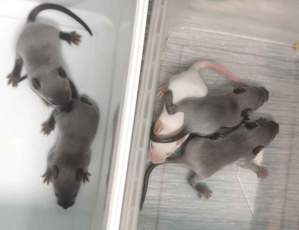 Fancy mouse Breeder Mus musculus 