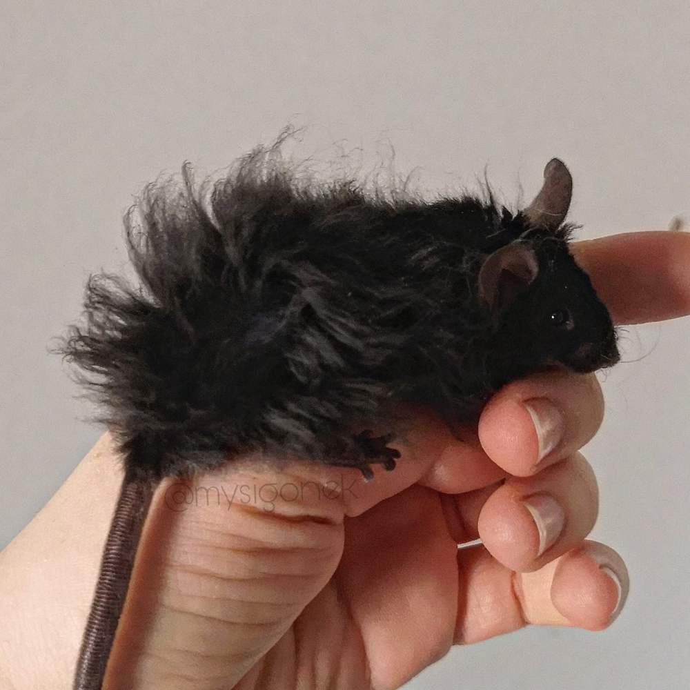 Fancy mouse Pet only Mus musculus 