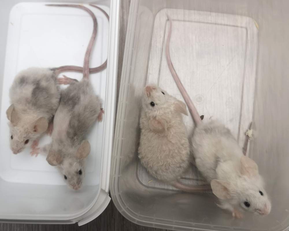 Fancy mouse Breeder Mus musculus 