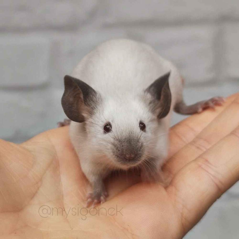 Fancy mouse Breeder Mus musculus 