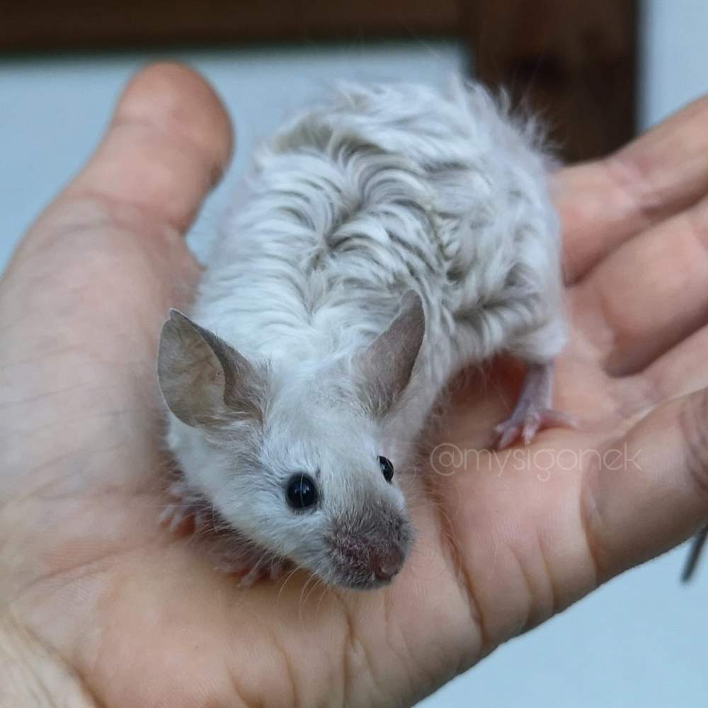 Fancy mouse Breeder Mus musculus 