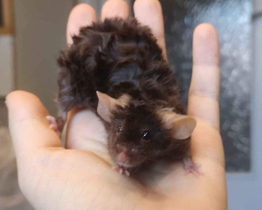 Fancy mouse Pet only Mus musculus 