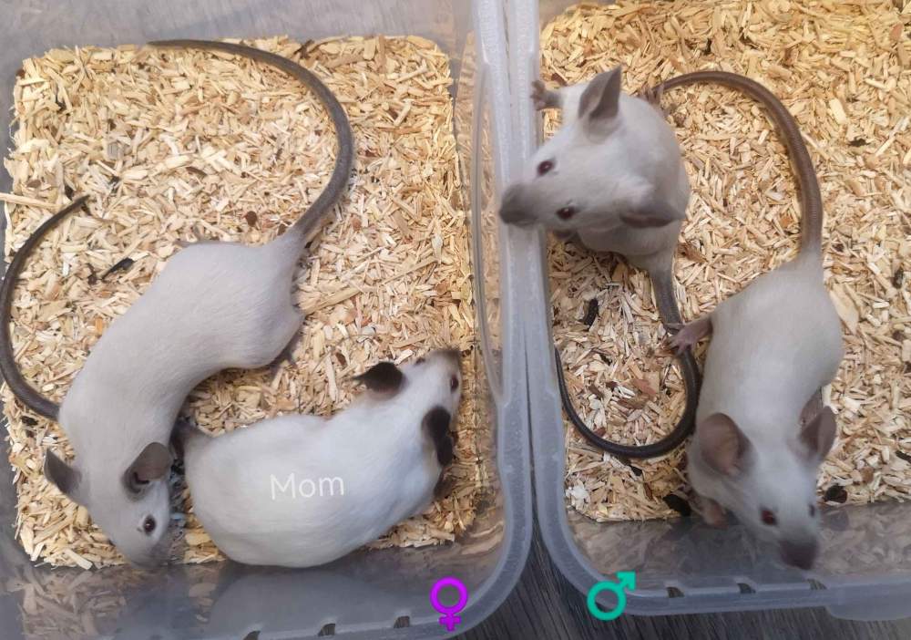 Fancy mouse Breeder Mus musculus 