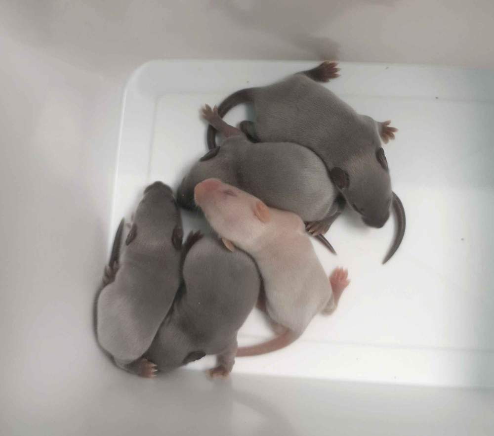 Fancy mouse Breeder Mus musculus 