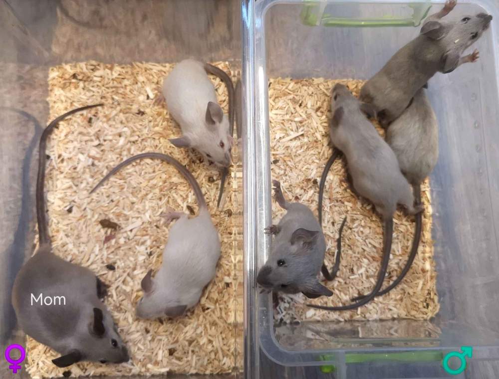 Fancy mouse Breeder Mus musculus 