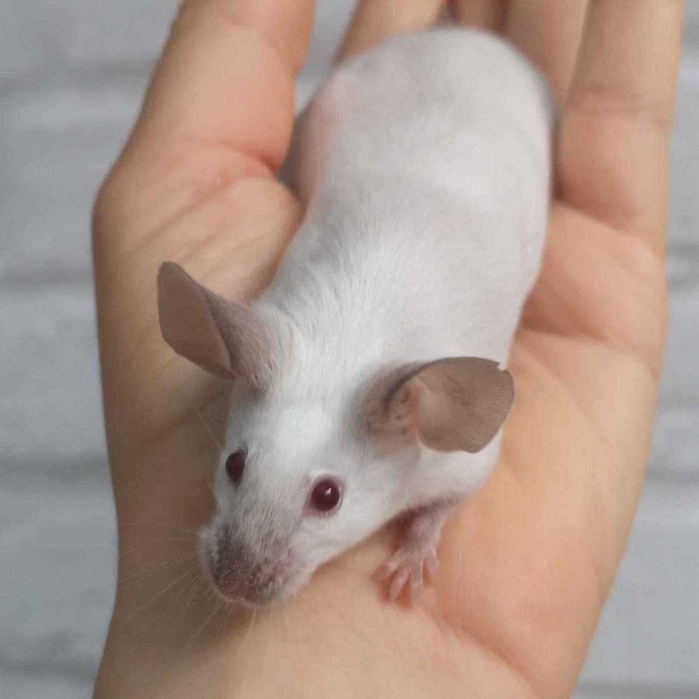 Fancy mouse Breeder Mus musculus 