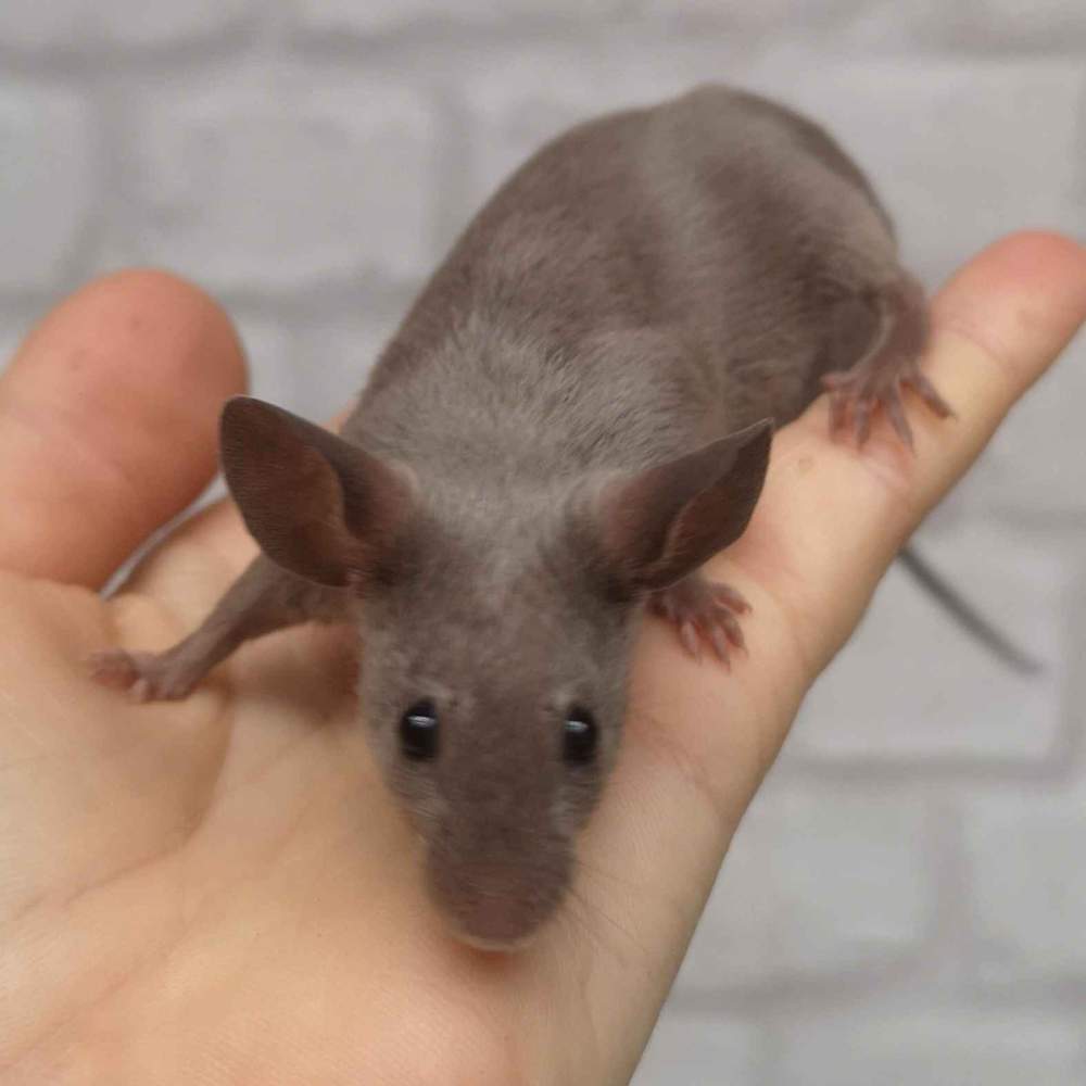 Fancy mouse Breeder Mus musculus 