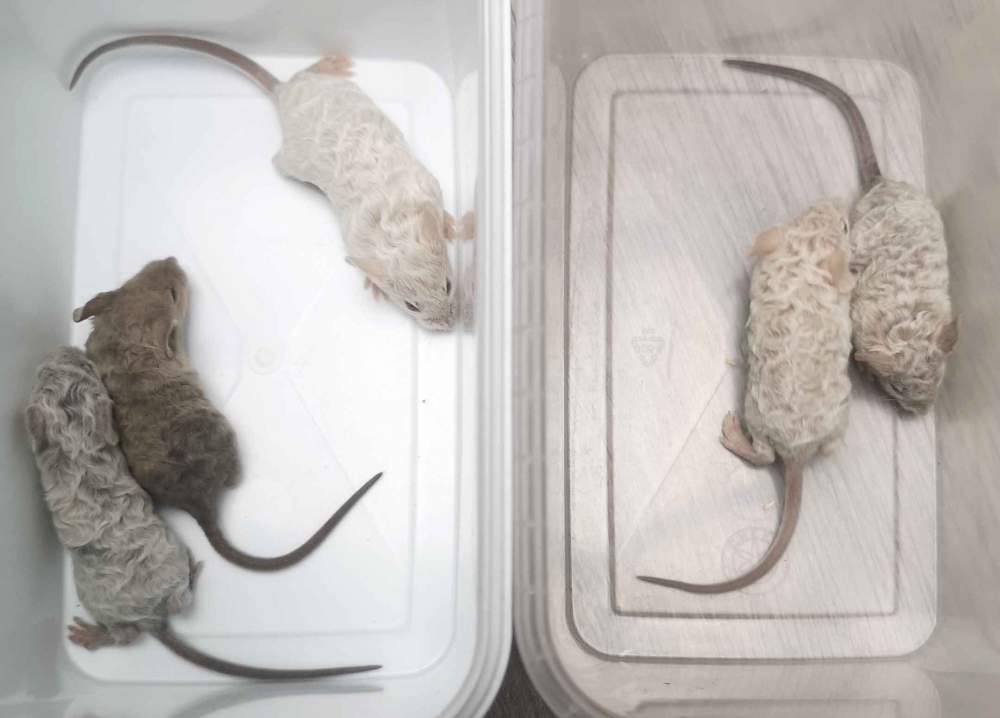 Fancy mouse Breeder Mus musculus 