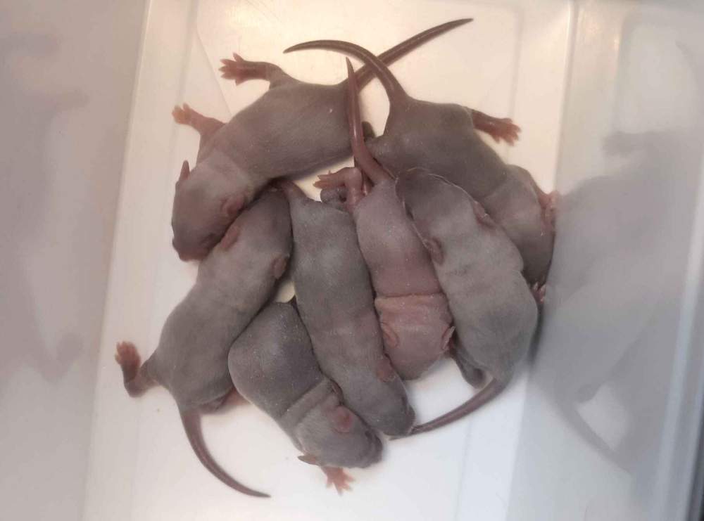 Fancy mouse Breeder Mus musculus 