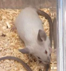 Fancy mouse Breeder Mus musculus 