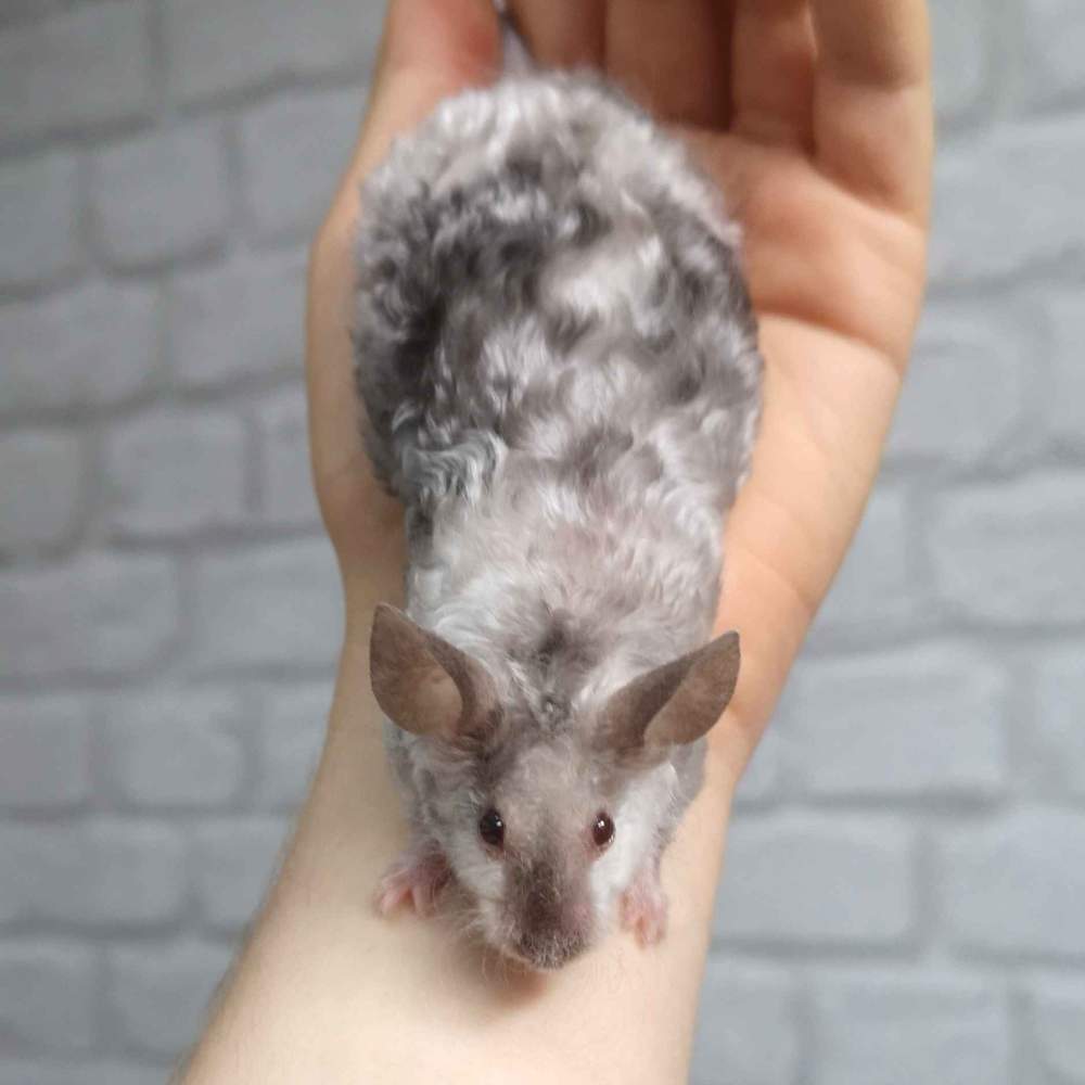 Fancy mouse Breeder Mus musculus 