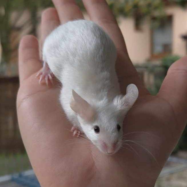 Fancy mouse Pet only Mus musculus 