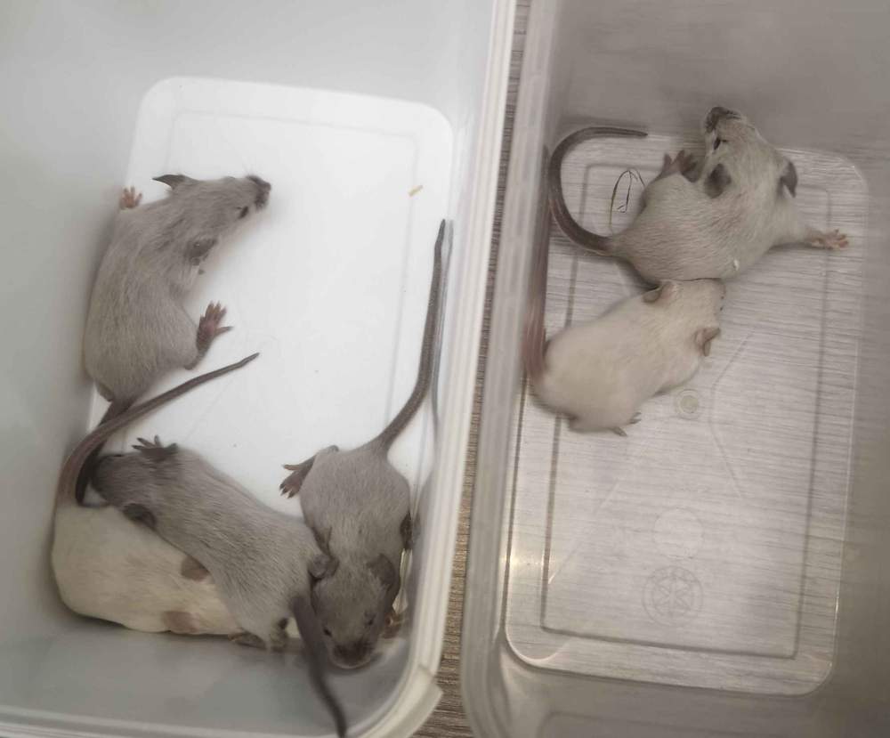 Fancy mouse Breeder Mus musculus 