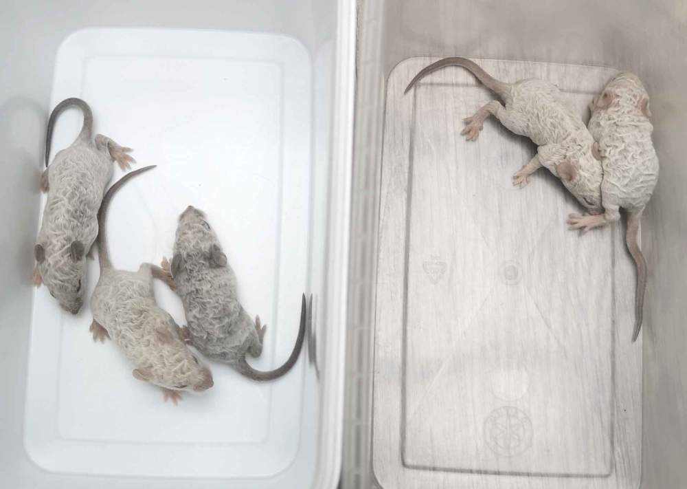 Fancy mouse Breeder Mus musculus 