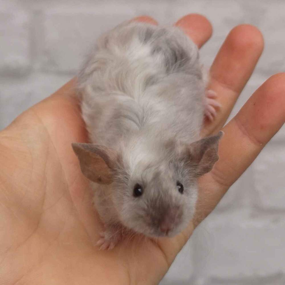 Fancy mouse Breeder Mus musculus 