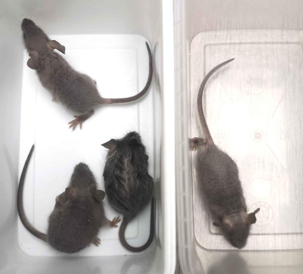 Fancy mouse Breeder Mus musculus 