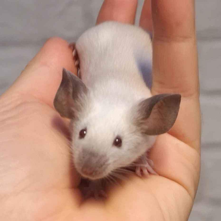 Fancy mouse Pet only Mus musculus 