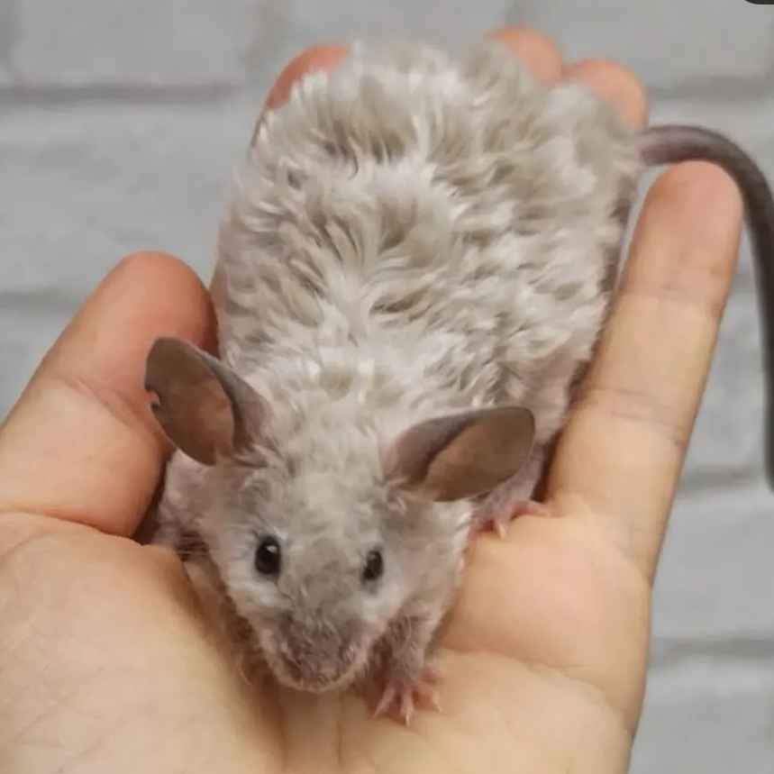 Fancy mouse Breeder Mus musculus 