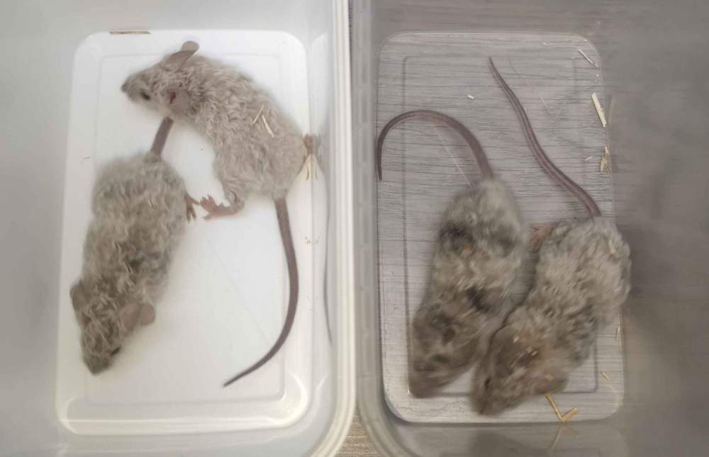 Fancy mouse Breeder Mus musculus 