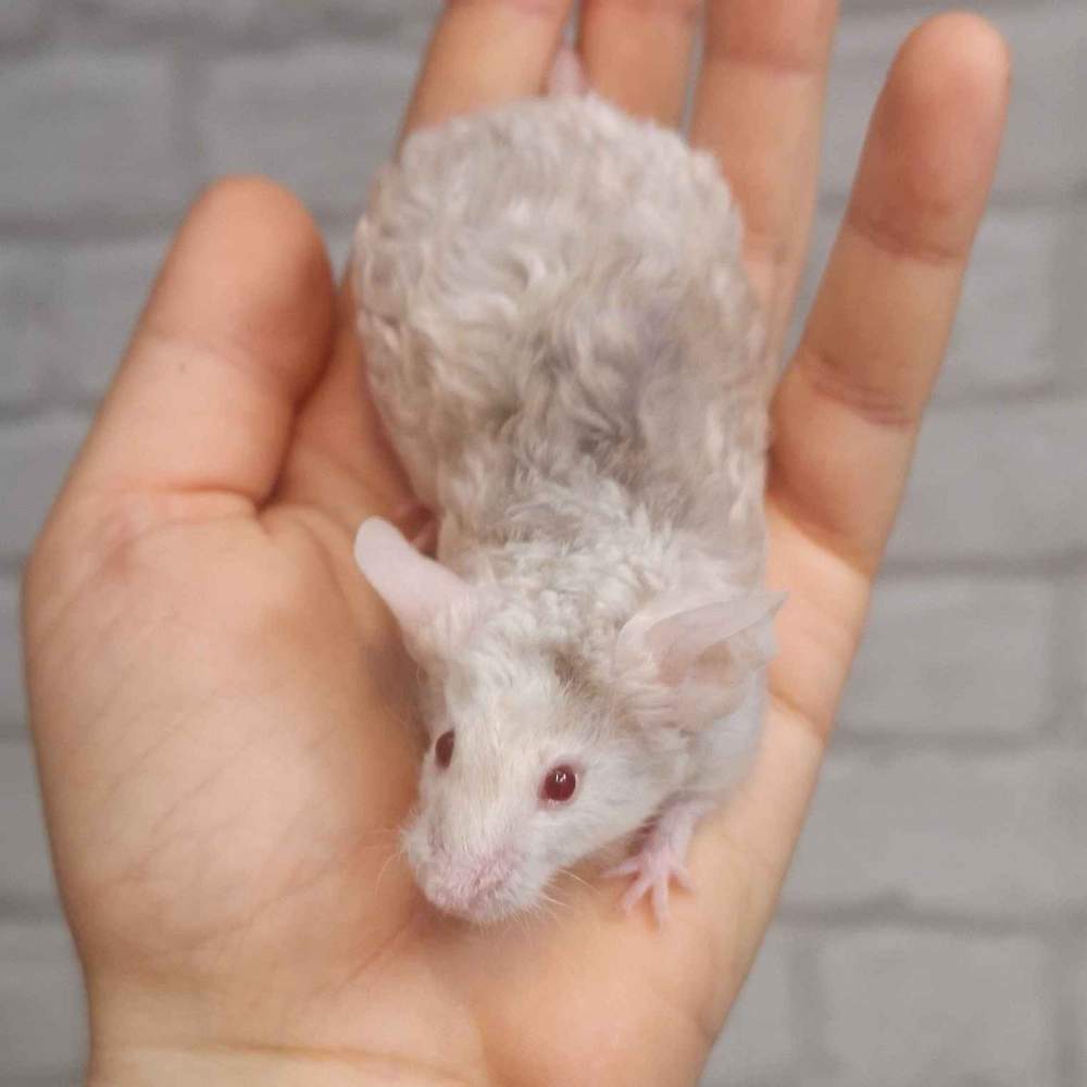 Fancy mouse Breeder Mus musculus 