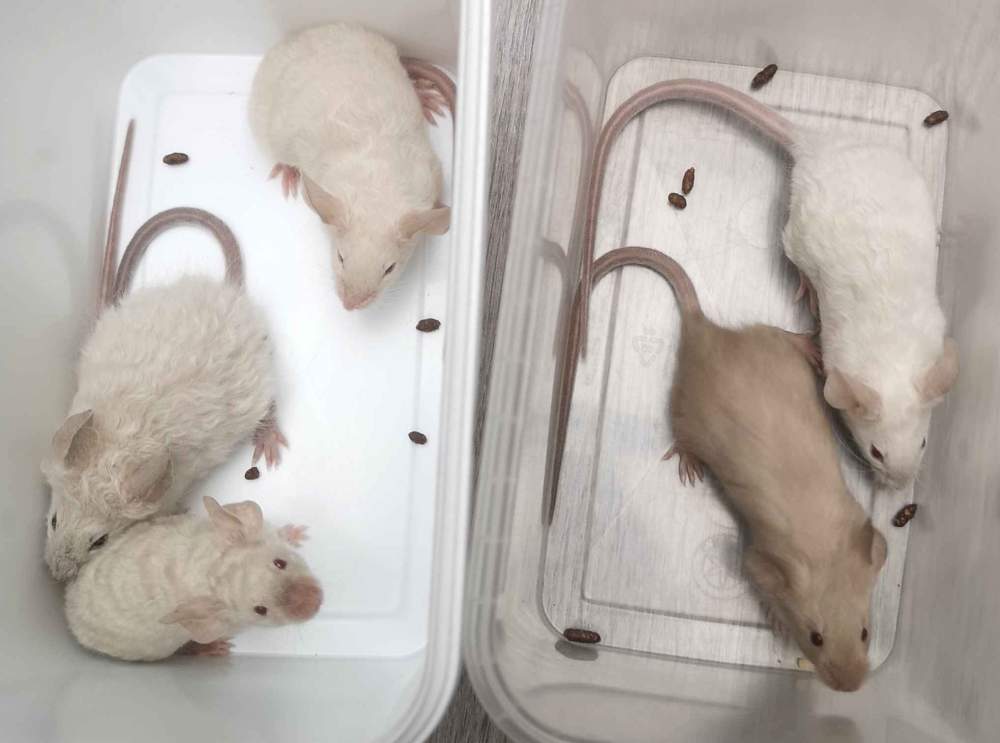 Fancy mouse Breeder Mus musculus 