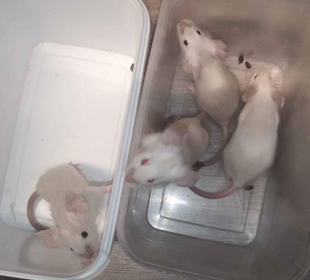 Fancy mouse Breeder Mus musculus 