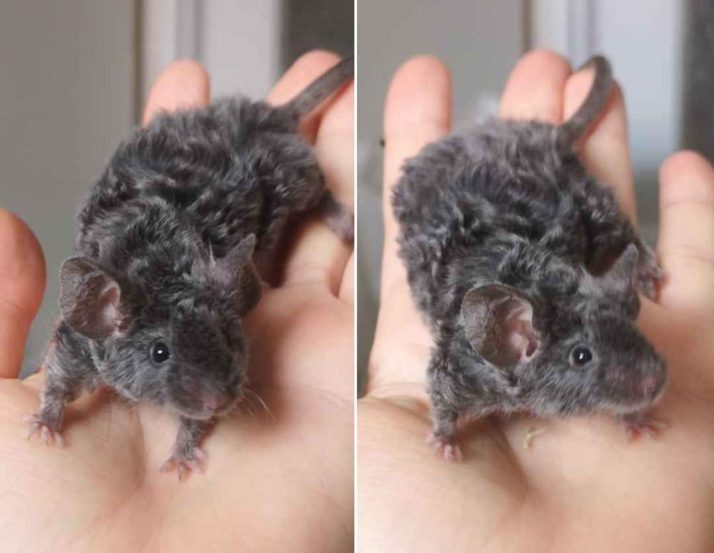 Fancy mouse Pet only Mus musculus 