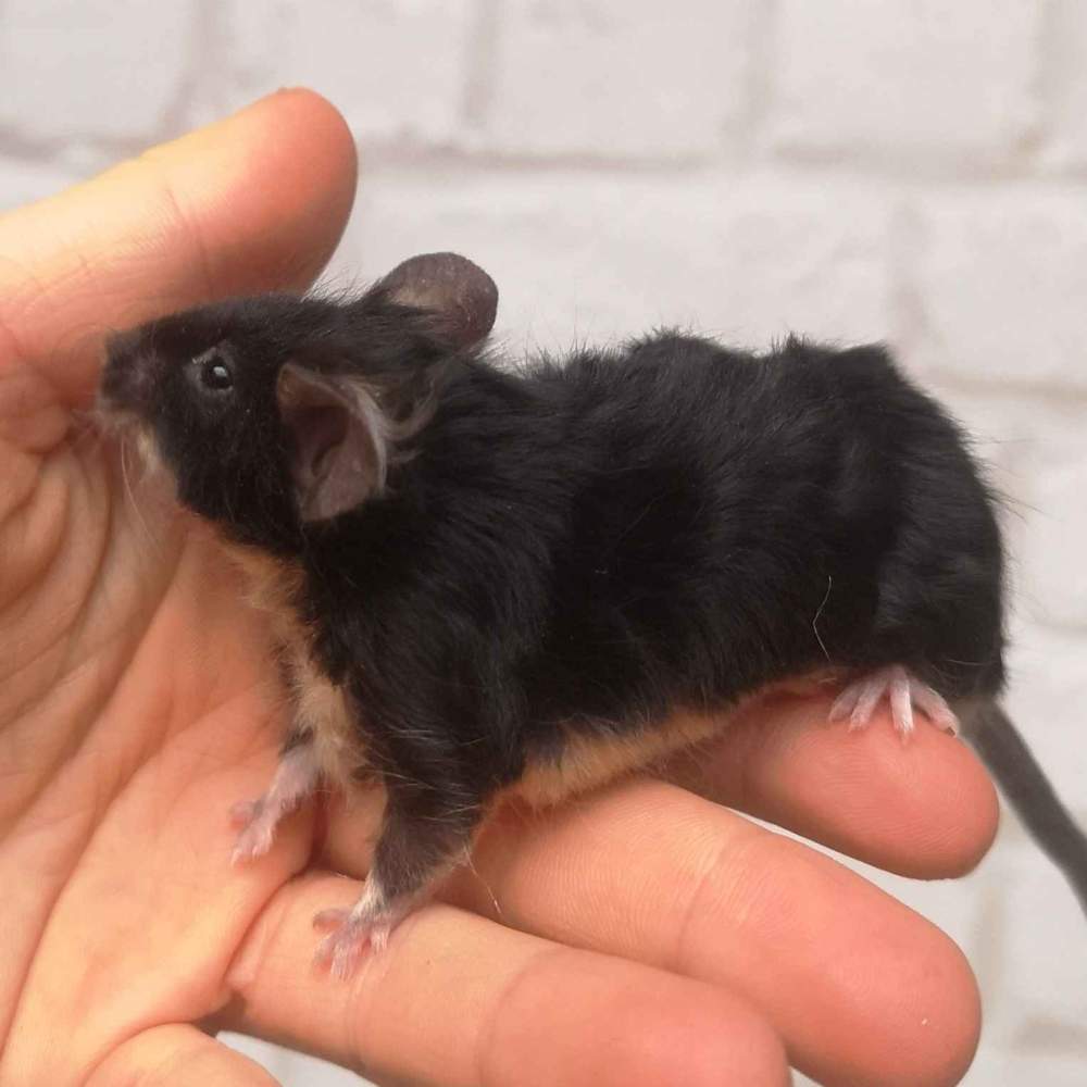 Fancy mouse Breeder Mus musculus 