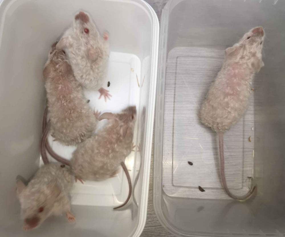 Fancy mouse Breeder Mus musculus 