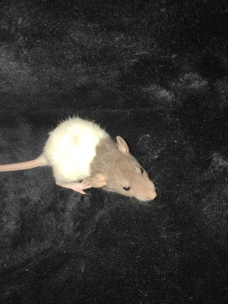 Fancy rat Available for rehoming Rattus norvegicus 