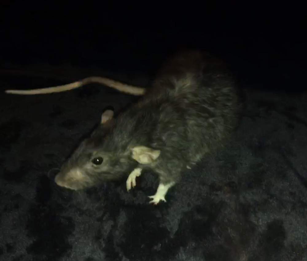 Fancy rat Breeder Rattus norvegicus 