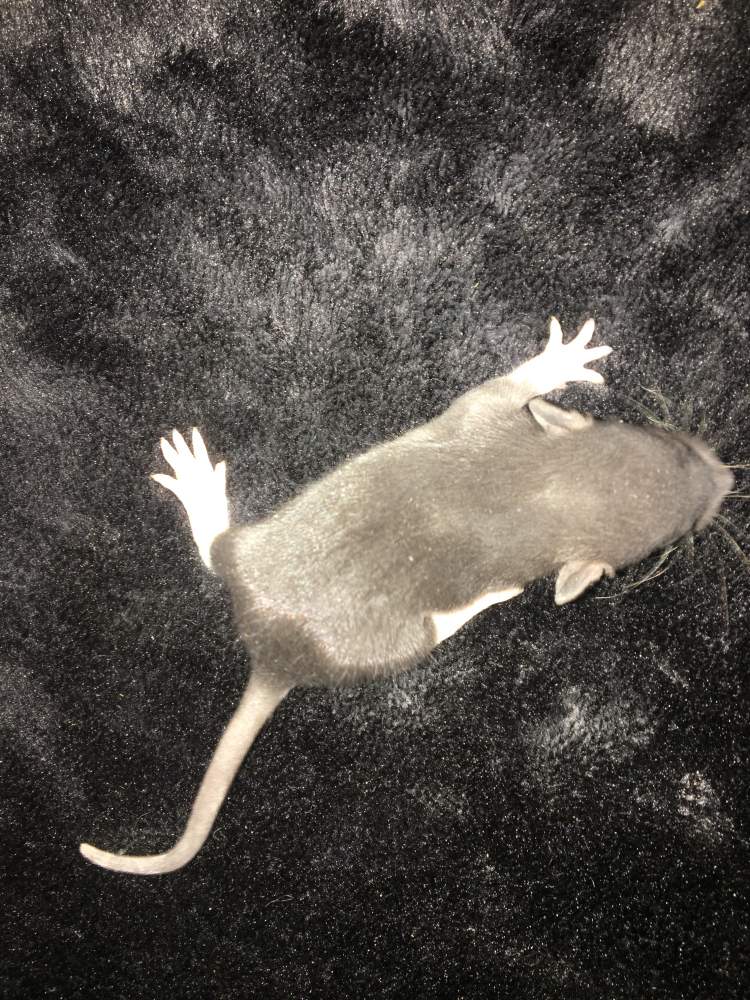 Fancy rat Available for rehoming Rattus norvegicus United States, Carmichael