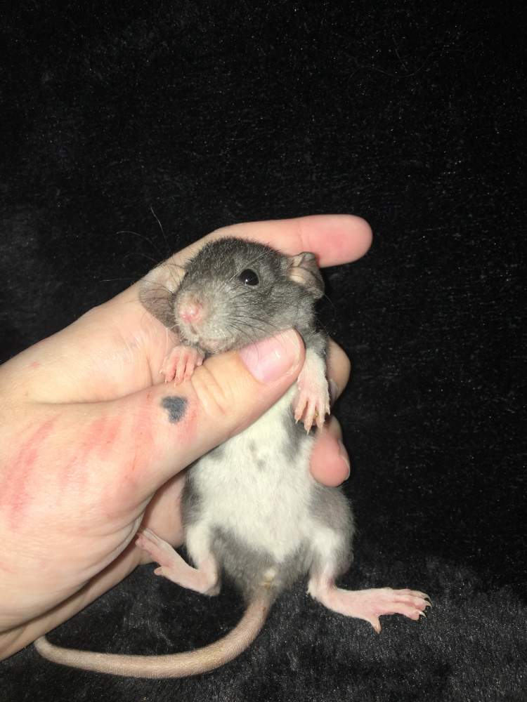 Fancy rat Available for rehoming Rattus norvegicus 