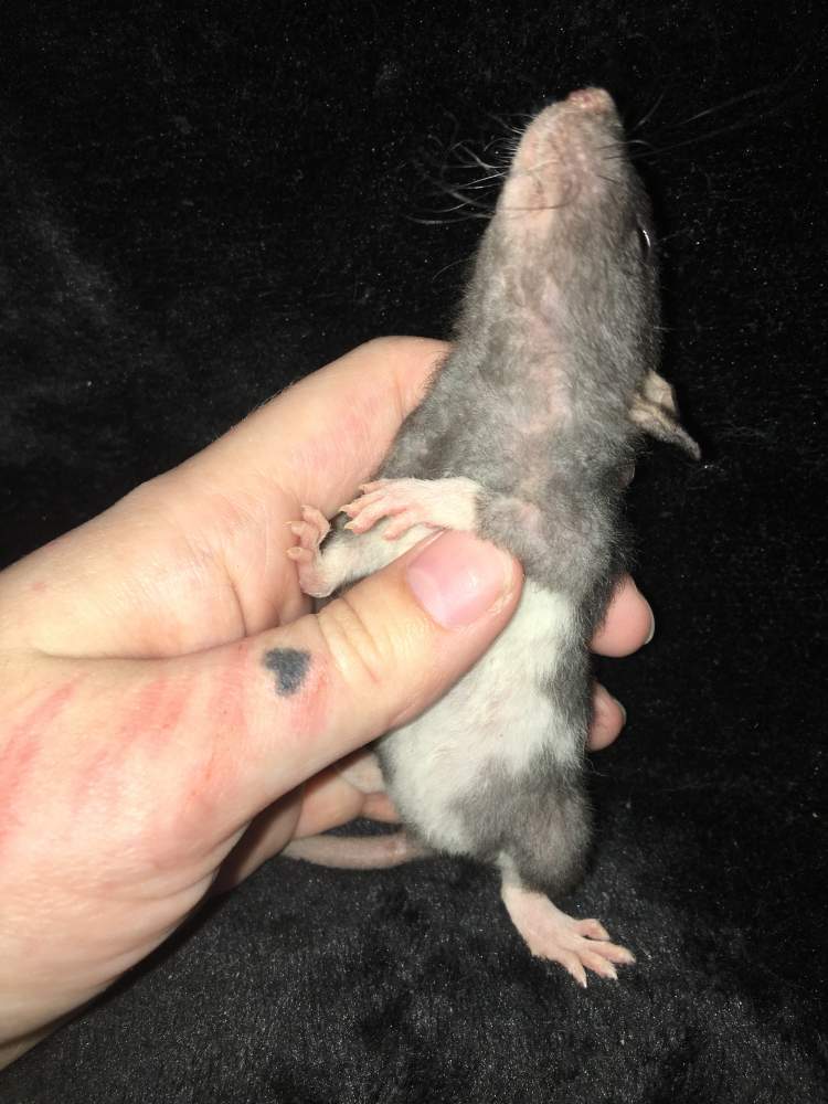 Fancy rat Available for rehoming Rattus norvegicus 