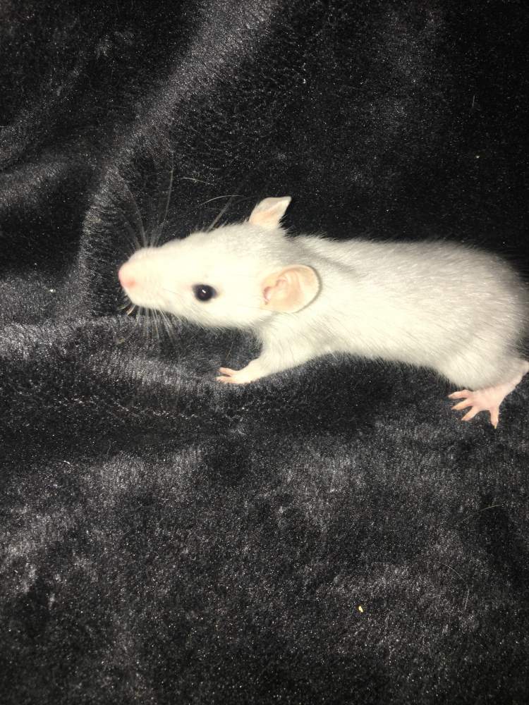 Fancy rat Available for rehoming Rattus norvegicus 