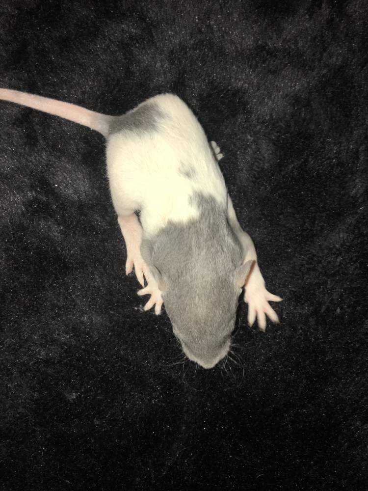 Fancy rat Available for rehoming Rattus norvegicus 