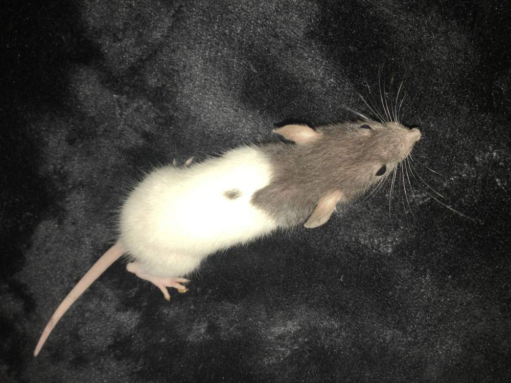 Fancy rat Available for rehoming Rattus norvegicus 