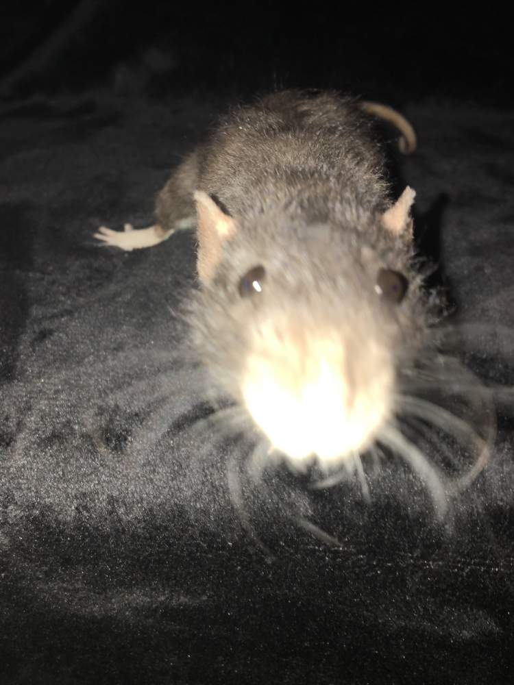 Fancy rat Breeder Rattus norvegicus 