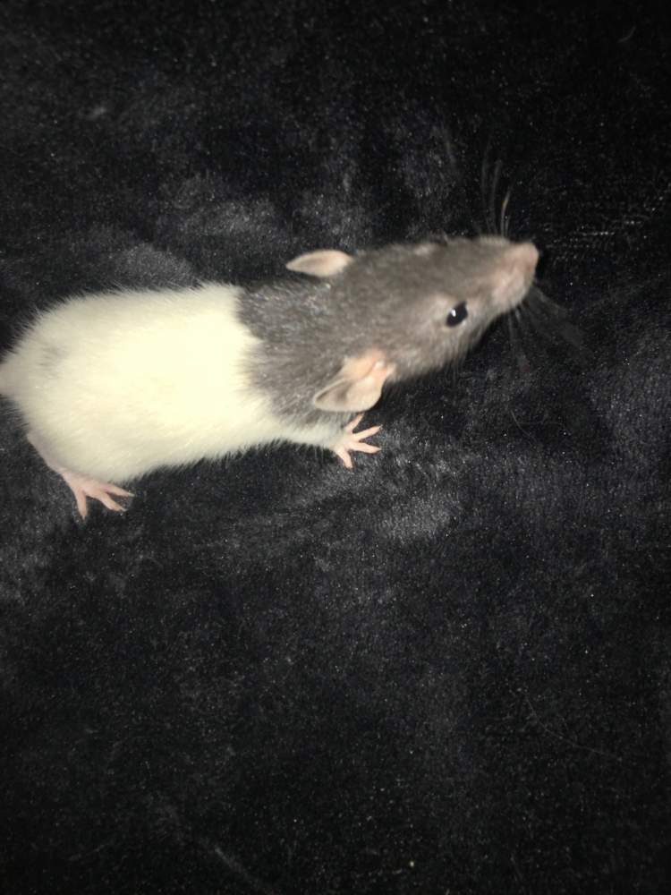 Fancy rat Available for rehoming Rattus norvegicus 