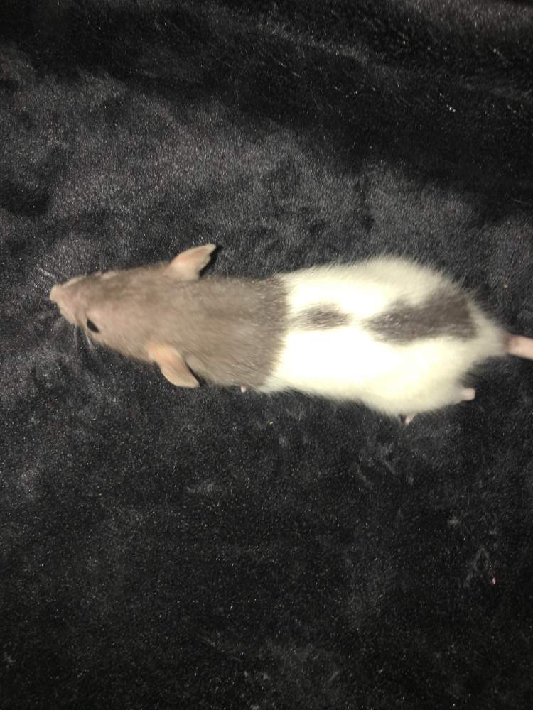 Fancy rat Available for rehoming Rattus norvegicus United States, Carmichael