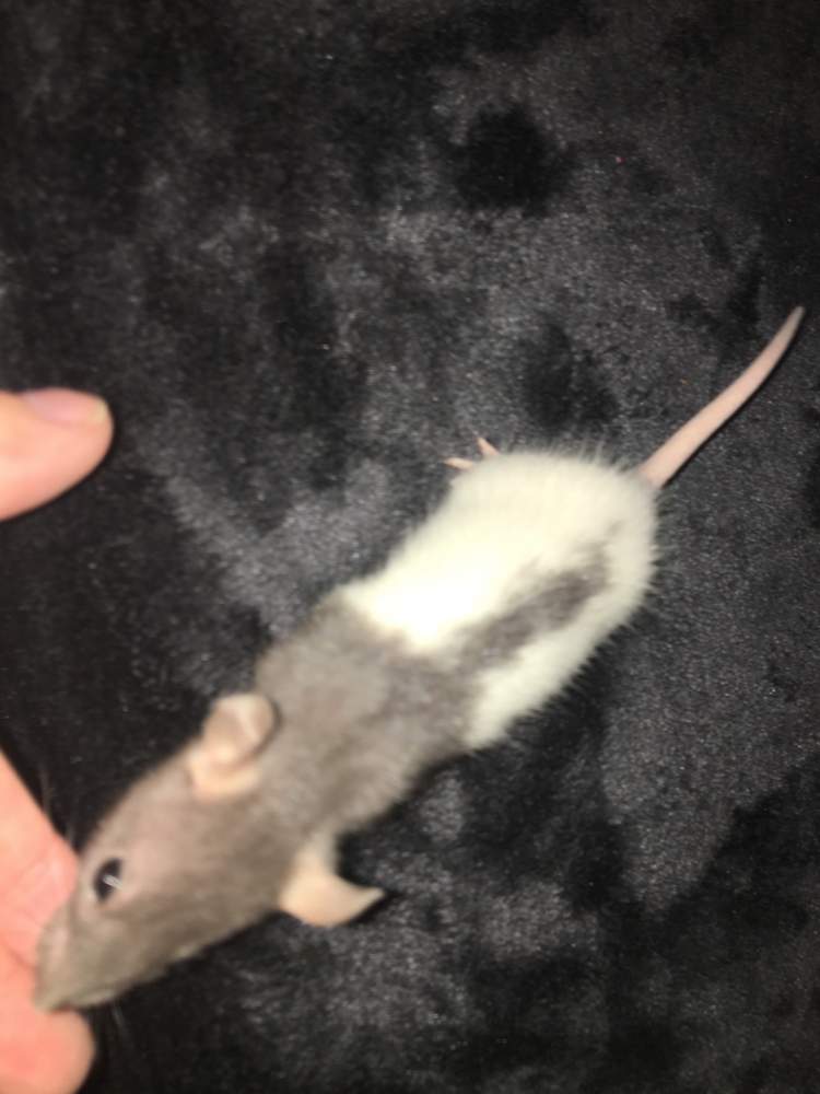 Fancy rat Available for rehoming Rattus norvegicus 